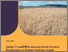 [thumbnail of Urea cropARM report.pdf]