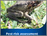 [thumbnail of cane-toad-risk-assessment.pdf]