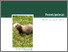 [thumbnail of ferret-risk-asessment.pdf]