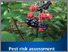 [thumbnail of blackberry-risk-assessment.pdf]