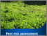 [thumbnail of hairy-water-hyssop-risk-assessment.pdf]