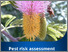 [thumbnail of sicklebush-risk-assessment.pdf]
