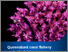 [thumbnail of Queensland coral fishery ecological risk assessment.pdf]