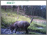 [thumbnail of feral-deer-management-strategy.pdf]
